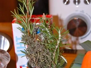 Rezept: POULARDENBRUST AUF SENF - LINSEN Bild Nr. 8 POULARDENBRUST AUF SENF - LINSEN - Rezept - Bild Nr. 8