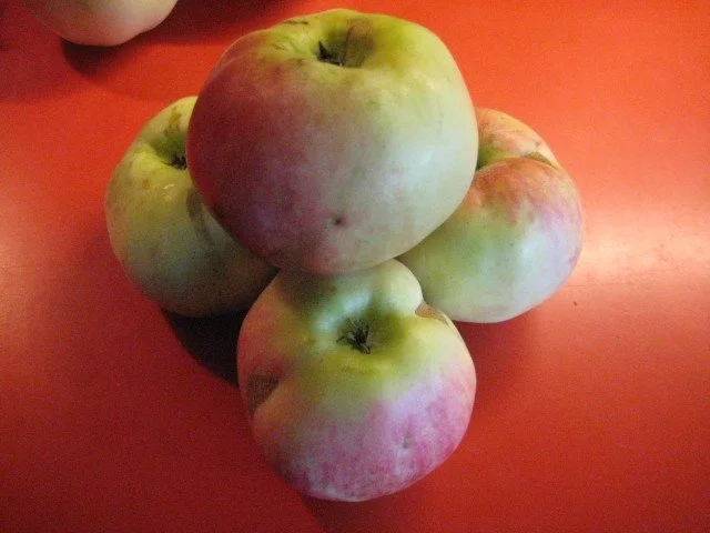 Rezept: Tarte Tatin Bild Nr. 2 Tarte Tatin - Rezept - Bild Nr. 2