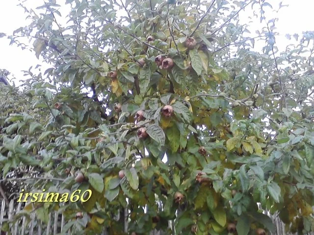 Mispellikör - Rezept - Bild Nr. 3