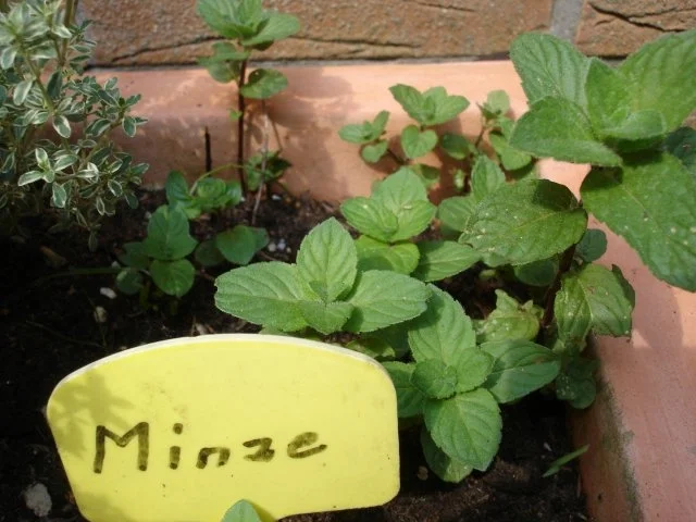 Spaghetti-Eis - Rezept - Bild Nr. 8