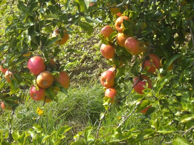 Suppe: englische Apfelsuppe mit Wein - Rezept - Bild Nr. 5