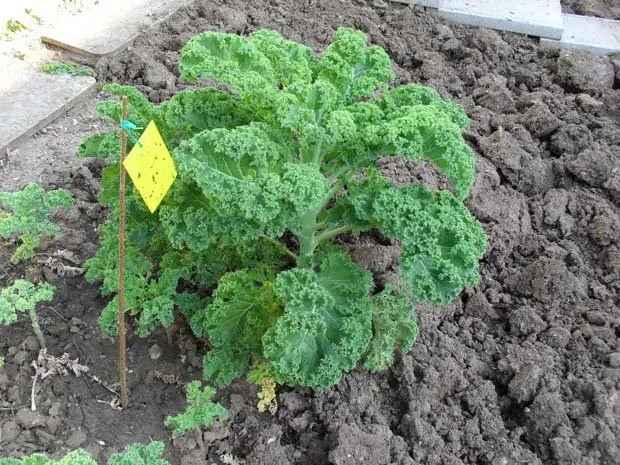 Grünkohl-karotteneintopf mit Kassler und Salzkartoffel - Rezept