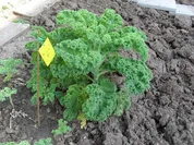 Grünkohl-karotteneintopf mit Kassler und Salzkartoffel - Rezept