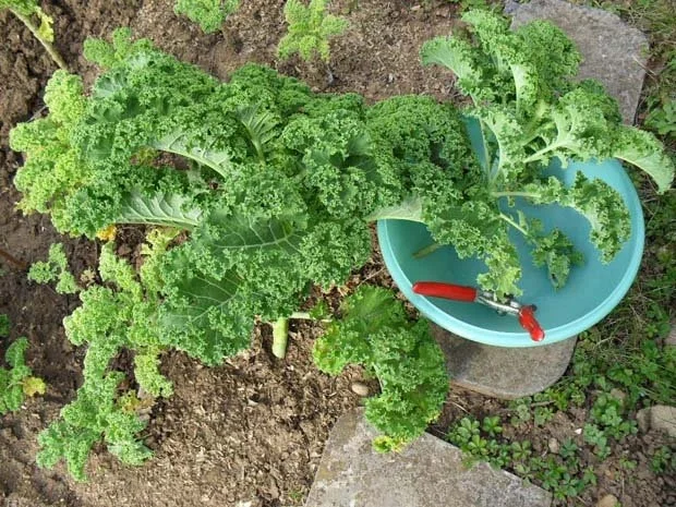 Grünkohl-karotteneintopf mit Kassler und Salzkartoffel - Rezept - Bild Nr. 2