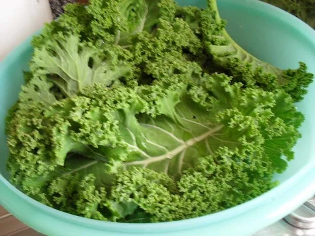 Grünkohl-karotteneintopf mit Kassler und Salzkartoffel - Rezept - Bild Nr. 3