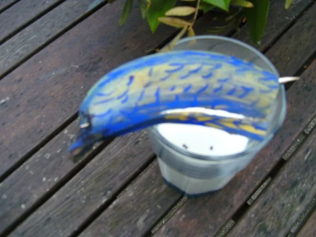 Rezept: Flipper war zu Besuch ;-)) und hat Bananenmilch für euch mitgebracht ;-))…. Bild Nr. 5 Flipper war zu Besuch ;-)) und hat Bananenmilch für euch mitgebracht ;-))…. - Rezept - Bild Nr. 5