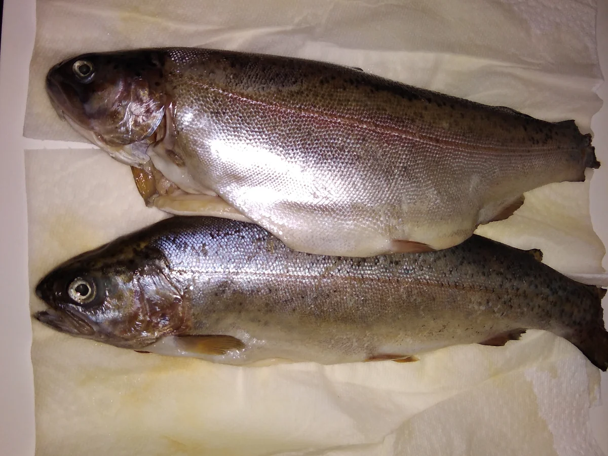 Forelle - Rezept - Bild Nr. 5685