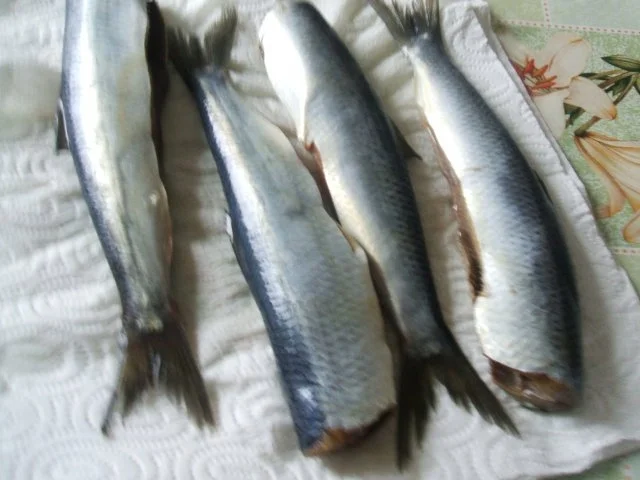 Rezept: Grüne Heringe - Salzkartoffeln und feinem Bild Nr. 2 Grüne Heringe - Salzkartoffeln und feinem - Rezept - Bild Nr. 2