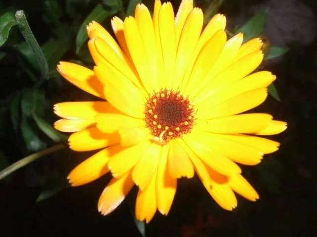 Ringelblumentinktur - Rezept