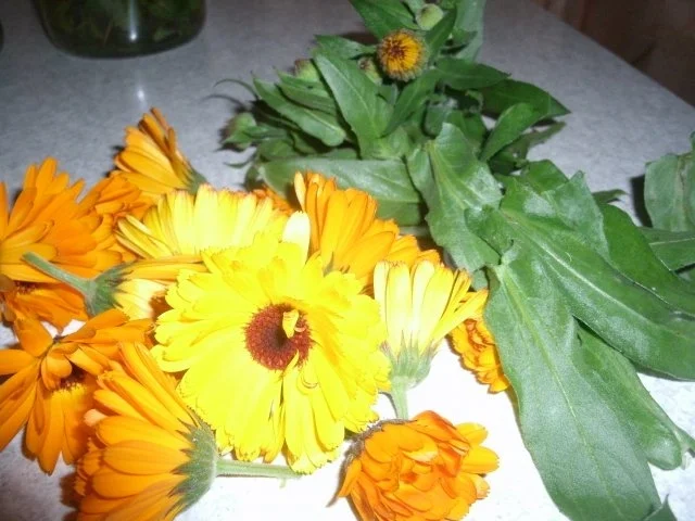 Ringelblumentinktur - Rezept - Bild Nr. 2