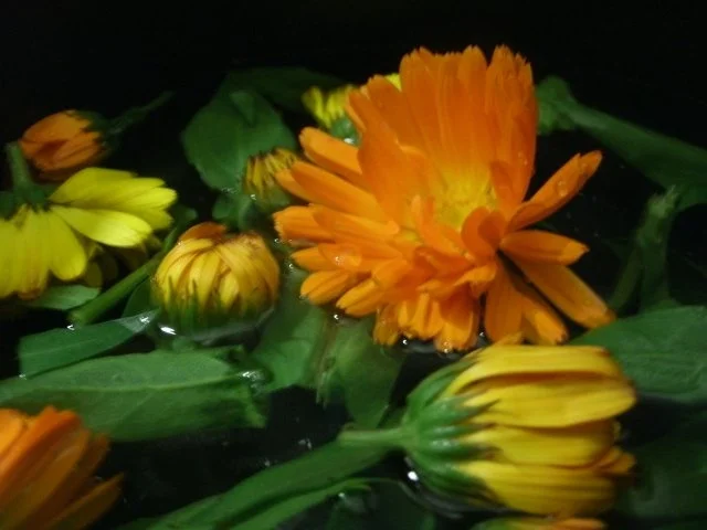 Ringelblumensirup - Rezept - Bild Nr. 3