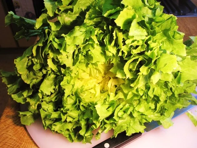 Rezept: Endiviensalat - einfach Bild Nr. 2 Endiviensalat - einfach - Rezept - Bild Nr. 2