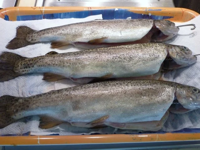 Forellen frisch geräuchert....... - Rezept - Bild Nr. 3