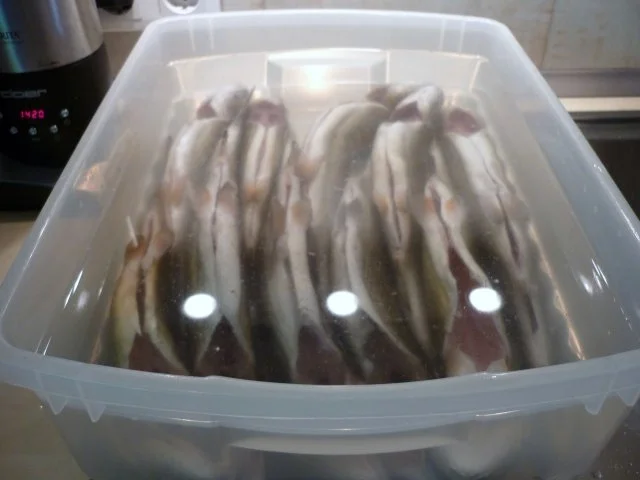 Forellen frisch geräuchert....... - Rezept - Bild Nr. 2