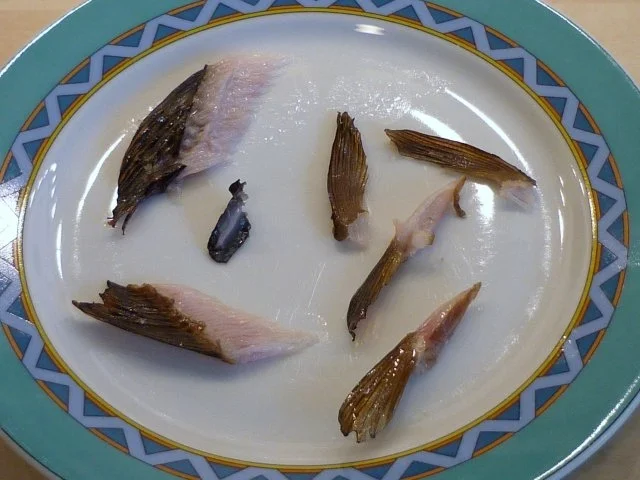 Forellen frisch geräuchert....... - Rezept - Bild Nr. 7