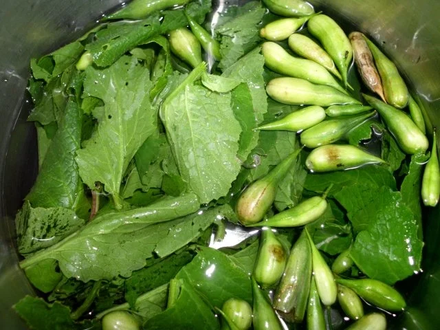 Rezept: Radieschensuppe Bild Nr. 3 Radieschensuppe - Rezept - Bild Nr. 3