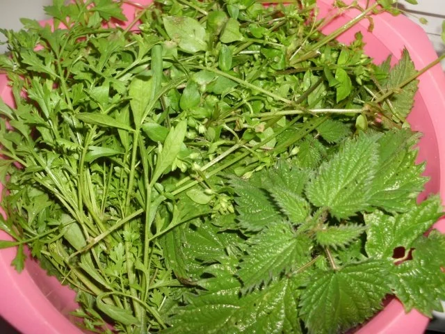 Schnitzelröllchen - Rezept - Bild Nr. 2