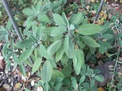 Salbei-Ingwer-Honig-Tee - Rezept