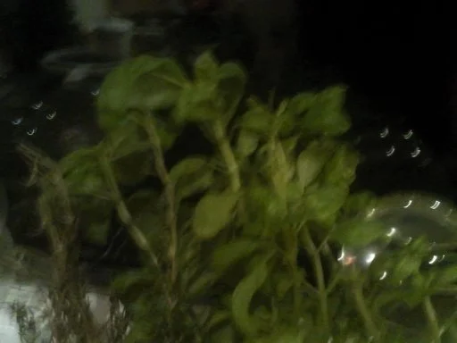 Ferrari is back - Spaghetti acuto - Rezept - Bild Nr. 3