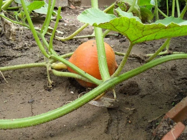 Rezept: Kürbissuppe mit Lauch Kürbissuppe mit Lauch - Rezept