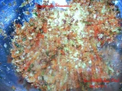 VEGETARISCHE  -  STREUWÜRZE - Rezept