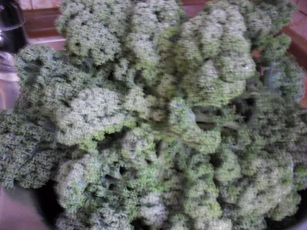 Rezept: Grünkohlsuppe mit gerauchtem Bauch und Mini-Speckknödelchen Grünkohlsuppe mit gerauchtem Bauch und Mini-Speckknödelchen - Rezept