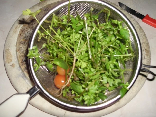 Kräuterschnitzel - Rezept - Bild Nr. 2