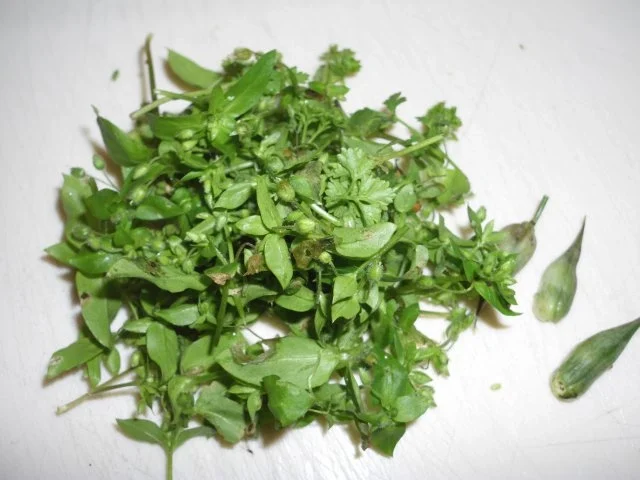 Kräuterschnitzel - Rezept - Bild Nr. 3