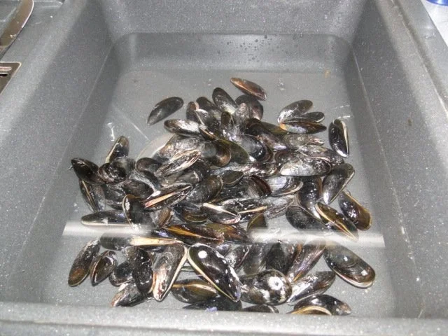 Nordseemuscheln nach meiner Art - Rezept - Bild Nr. 4