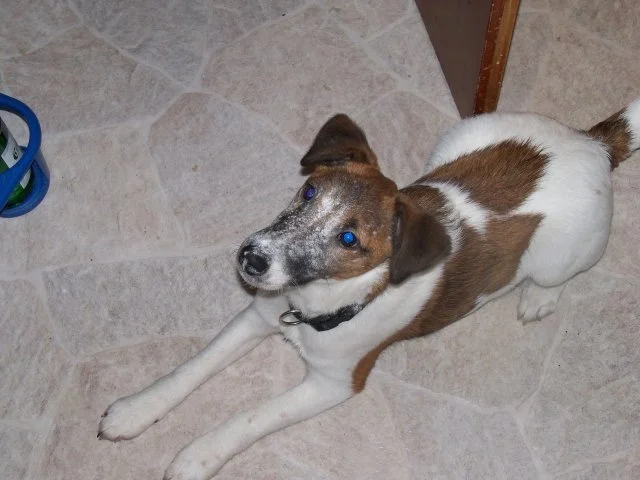 Plätzchen aus dem Wolf - Rezept - Bild Nr. 6