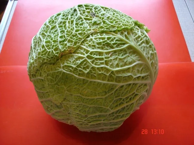 Kohlrouladen - Rezept - Bild Nr. 2