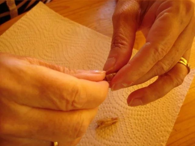 Krabbenbrötchen - Rezept - Bild Nr. 6