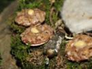Adventskalender 23. Tag: Elisenlebkuchen - Rezept