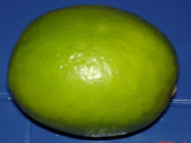 Rezept: Eiernudeln mit Koriander-Garnelen Bild Nr. 4 Eiernudeln mit Koriander-Garnelen - Rezept - Bild Nr. 4