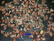 Sonstiges: Zuckermandeln - Rezept