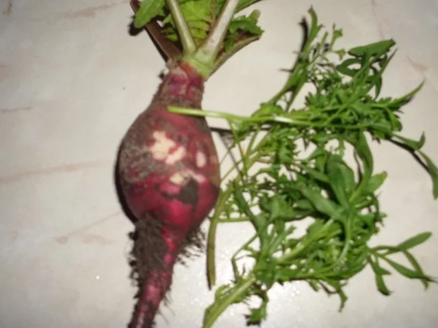 Radieschensalat - Rezept - Bild Nr. 2