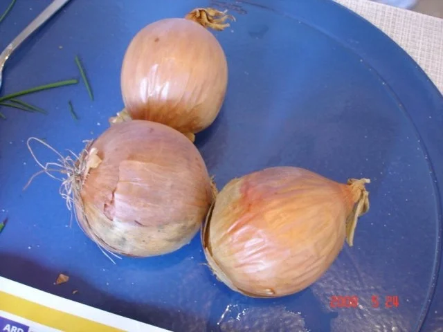 Rezept: Mama´s Buletten Bild Nr. 4 Mama´s Buletten - Rezept - Bild Nr. 4