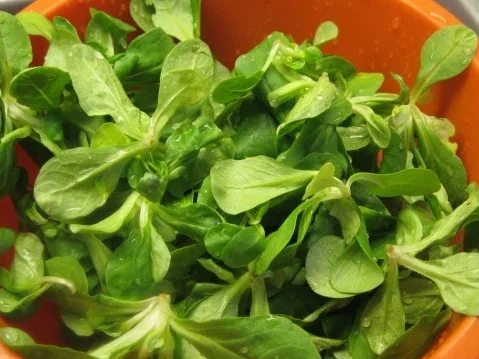 Rezept: Testessen Bild Nr. 4 Testessen - Rezept - Bild Nr. 4