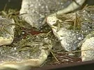 Doradenfilets aus dem Ofen - Rezept