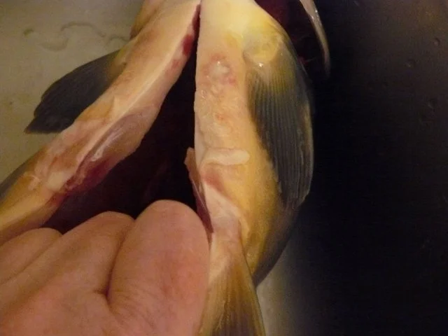 Ungarische Karpfensuppe nach Istvan - Rezept - Bild Nr. 7