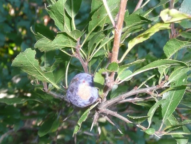 Schlehenlikör - Rezept - Bild Nr. 2