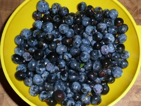 Schlehenlikör - Rezept - Bild Nr. 3