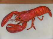 Fisch: Hummer - Cocktail - Rezept