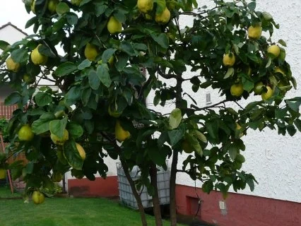 Quitten Gelee - Rezept - Bild Nr. 2