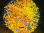 Einmachen: Naturtrüber Orangen-Gelee mit Schale - Rezept