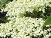 Süße Holunderschöberl  ( Holunderblüten im Schlafrock ) - Rezept