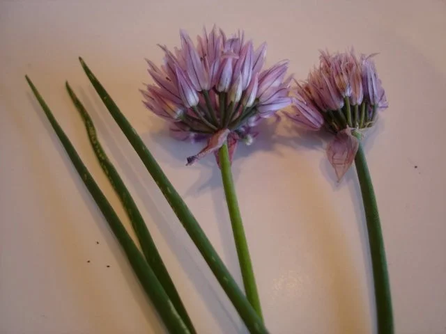 Spargel mit Schinken, Salbei und Parmesan - Rezept - Bild Nr. 18