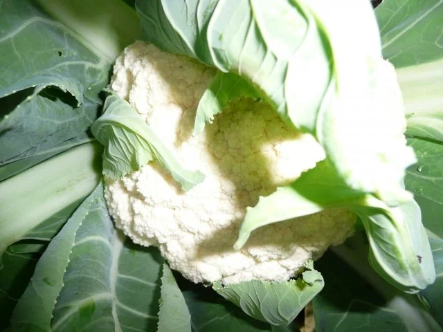 Eingekochtes Gemüse--Mixed -Pickles - Rezept - Bild Nr. 4