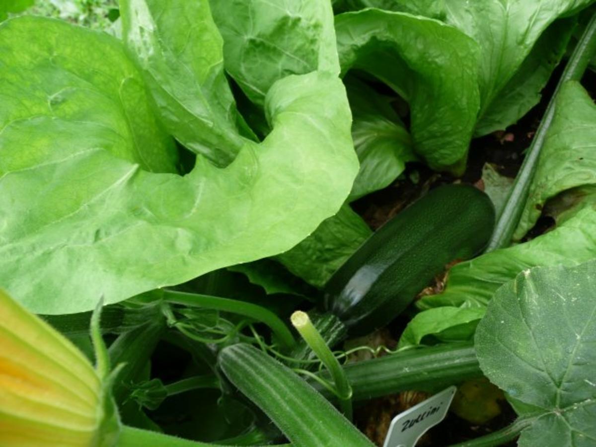 Eingekochtes Gemüse--Mixed -Pickles - Rezept - Bild Nr. 5