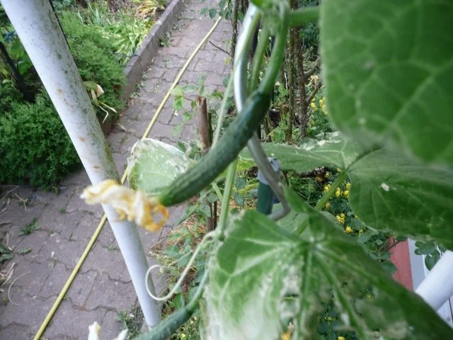 Eingekochtes Gemüse--Mixed -Pickles - Rezept - Bild Nr. 6